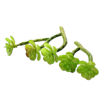 Grandeur Echeveria (Plant Varieties)