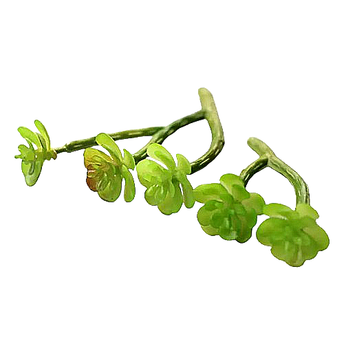 Grandeur Echeveria (Plant Varieties)