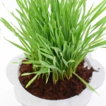 Grsndeur Velvet Soil